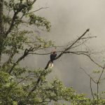 Birding in Bhutan 21 Windhorse Tours Birding in Bhutan