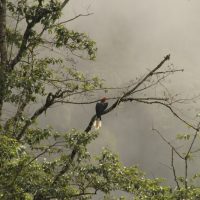 Birding in Bhutan