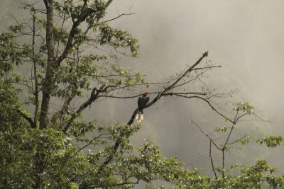 Birding in Bhutan