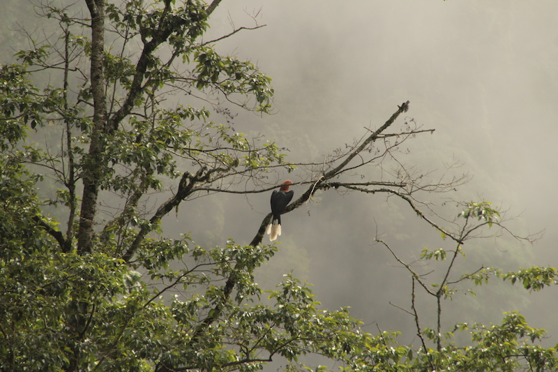 Birding in Bhutan