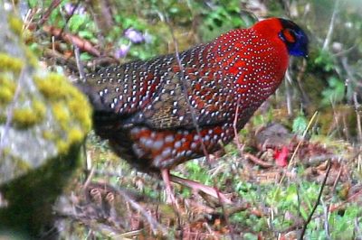 Birding in Bhutan