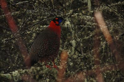 Birding in Bhutan