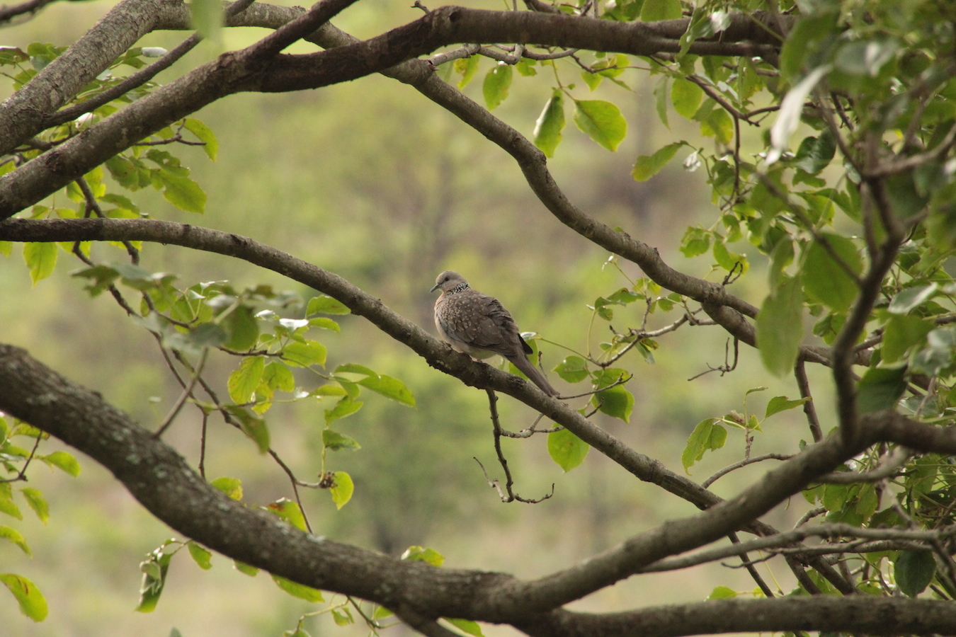 Birding in Bhutan