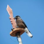 Birding in Bhutan 15 Windhorse Tours Birding in Bhutan