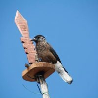 Birding in Bhutan