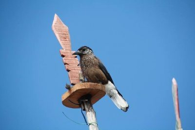 Birding in Bhutan