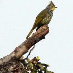 Birding in Bhutan 16 Windhorse Tours Birding in Bhutan