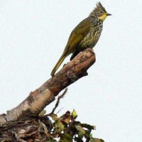 Birding in Bhutan