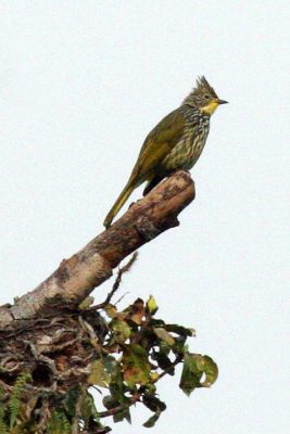 Birding in Bhutan