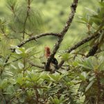 Birding in Bhutan 17 Windhorse Tours Birding in Bhutan