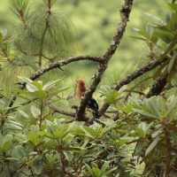 Birding in Bhutan