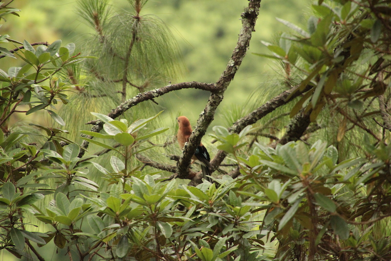 Birding in Bhutan