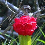 Birding in Bhutan 12 Windhorse Tours Birding in Bhutan
