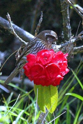 Birding in Bhutan
