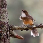 Birding in Bhutan 11 Windhorse Tours Birding in Bhutan