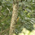 Birding in Bhutan 10 Windhorse Tours Birding in Bhutan