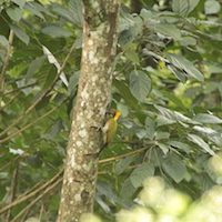 Birding in Bhutan