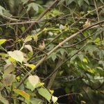 Birding in Bhutan 9 Windhorse Tours Birding in Bhutan