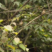 Birding in Bhutan