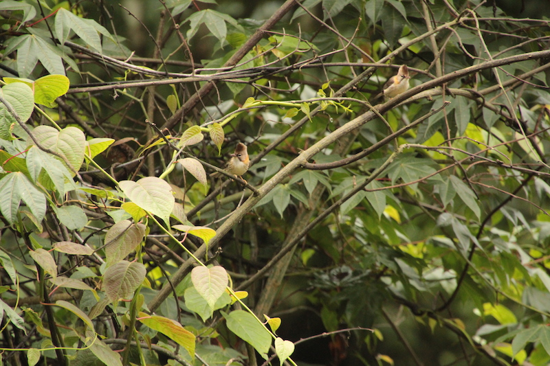 Birding in Bhutan