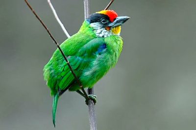 Birding in Bhutan