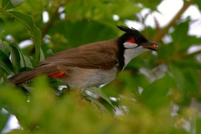 Birding in Bhutan