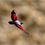 Birding in Bhutan 13 Windhorse Tours Birding in Bhutan