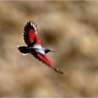 Birding in Bhutan