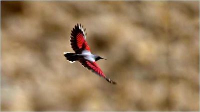 Birding in Bhutan