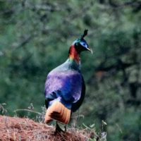 Male Monal Pheasant Windhorse Tours