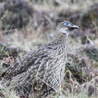 Western Bhutan Birding Tour