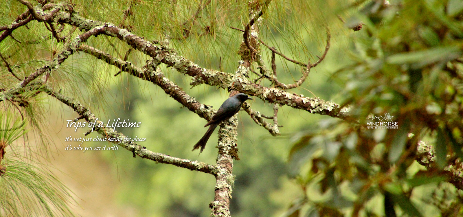 Western Bhutan Birding Tour