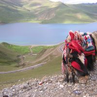 Adorned Yak Windhorse Tours