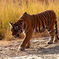 Tiger 2 Ranthambore E Windhorse Tours