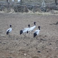 Blacknecked crane1 Windhorse Tours