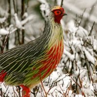 BloodPheasant Windhorse Tours