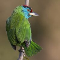 Blue Fronted Barbets Windhorse Tours