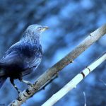 Grand Birding Wildlife Tour of Bhutan photo 1