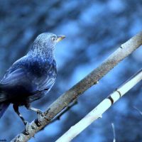 Blue Whistling Thrush Windhorse Tours