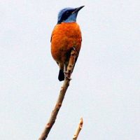 Blue capped Rock Thrush Windhorse Tours