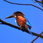 Grand Birding Wildlife Tour of Bhutan photo 2