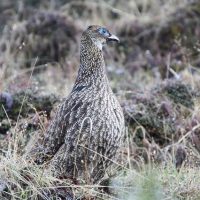 Female Monal Pheasant Windhorse Tours