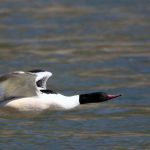 Grand Birding Wildlife Tour of Bhutan photo 3