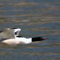 Goosander Windhorse Tours