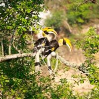 Great Hornbill Windhorse Tours