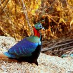 Grand Birding Wildlife Tour of Bhutan photo 4