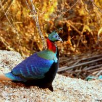 Himalayan Monal Windhorse Tours