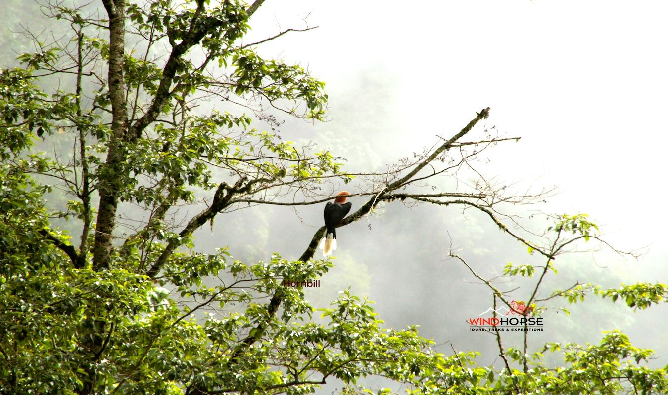 Grand Birding Wildlife Tour of Bhutan