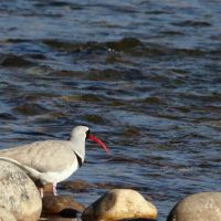 Ibisbill Windhorse Tours