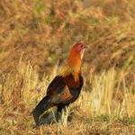 Grand Birding Wildlife Tour of Bhutan photo 6